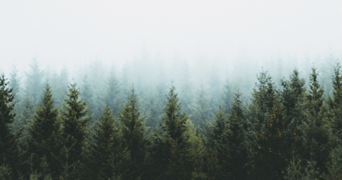 The tops of the pines peek up from the mists and fade off into the distance.