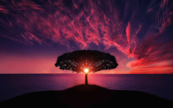 A hot pink, orange, and deep violet sunset is behind a tree with a setting sun nestled in its branches. It is an image of the world tree itself, standing at the edge of everything. 