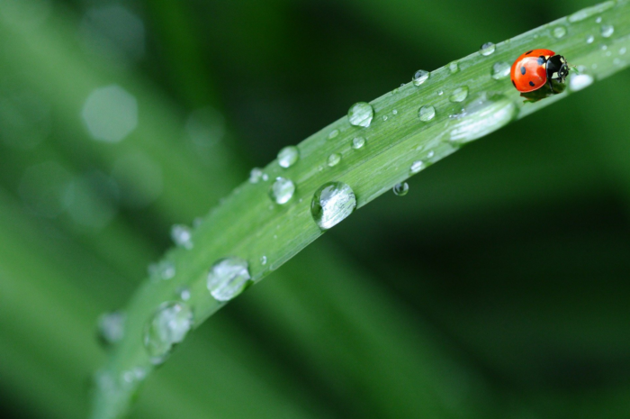 A single ladybug walks on a blade of grass covered in a multitude of light bending raindrops.